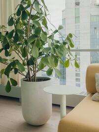 Green Oases in the Office: Why Plants Are the Perfect Investment for Employees
