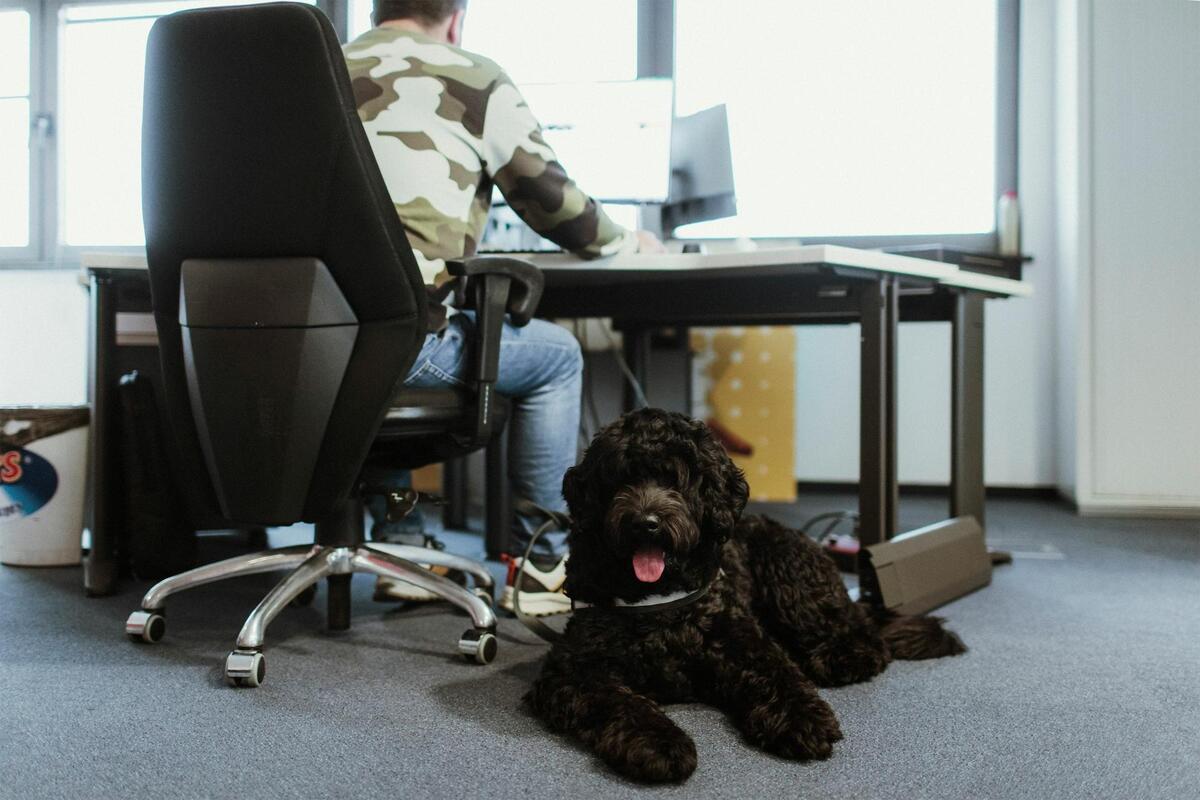 Pet-Friendly Offices: How to Adapt the Workplace for Pets